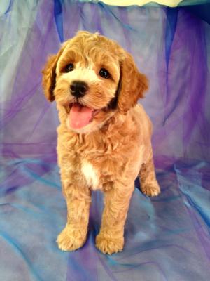 Red Female Cockapoo Puppy with White Markings for Sale in North Iowa $875